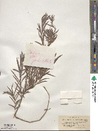 Salix interior image