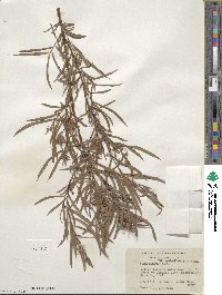 Salix interior image