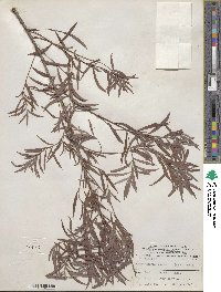 Salix interior image