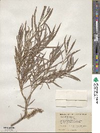 Salix interior image
