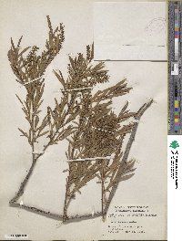 Salix interior image