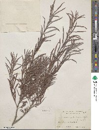Salix interior image