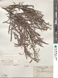 Salix interior image