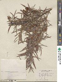 Salix interior image