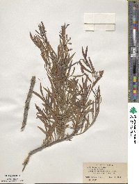 Salix interior image