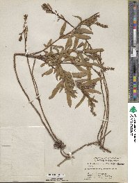 Salix interior image