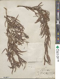 Salix interior image