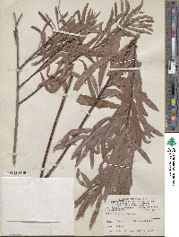 Salix interior image