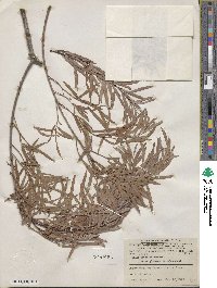 Salix interior image