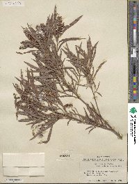 Salix interior image