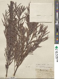 Salix interior image