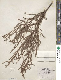 Salix interior image