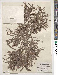 Salix interior image