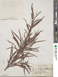 Salix interior image