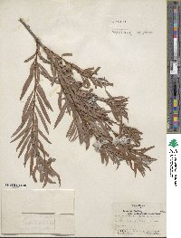 Salix interior image