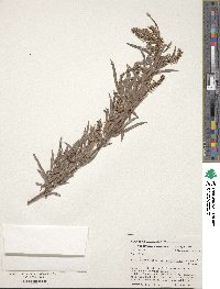 Salix interior image