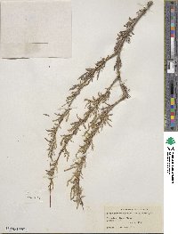 Salix interior image