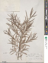 Salix interior image
