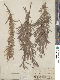 Salix interior image