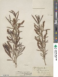 Salix interior image