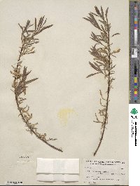 Salix interior image