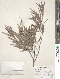 Salix exigua image