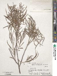 Salix exigua image