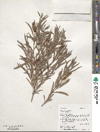 Salix exigua image