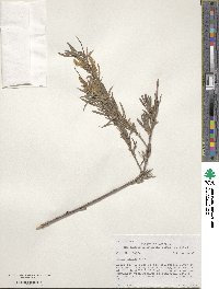 Salix exigua image