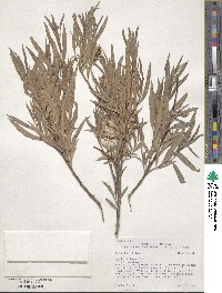 Salix exigua image