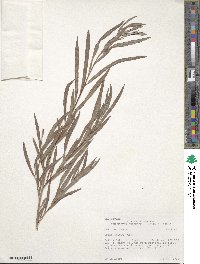 Salix exigua image