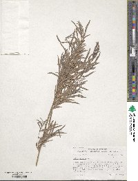 Salix exigua image