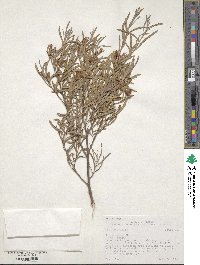 Salix exigua image