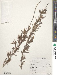 Salix exigua image