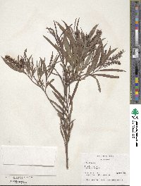 Salix exigua image