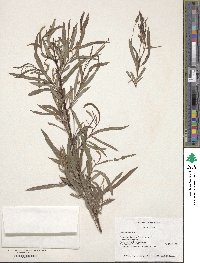 Salix exigua image