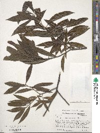 Salix eriocephala image