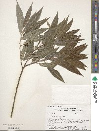 Salix eriocephala image