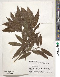 Salix eriocephala image