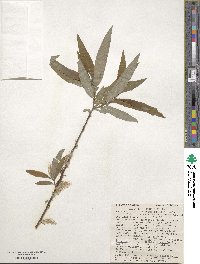 Salix eriocephala image