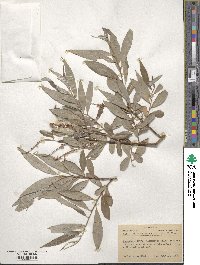 Salix eriocephala image