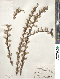 Salix eriocephala image