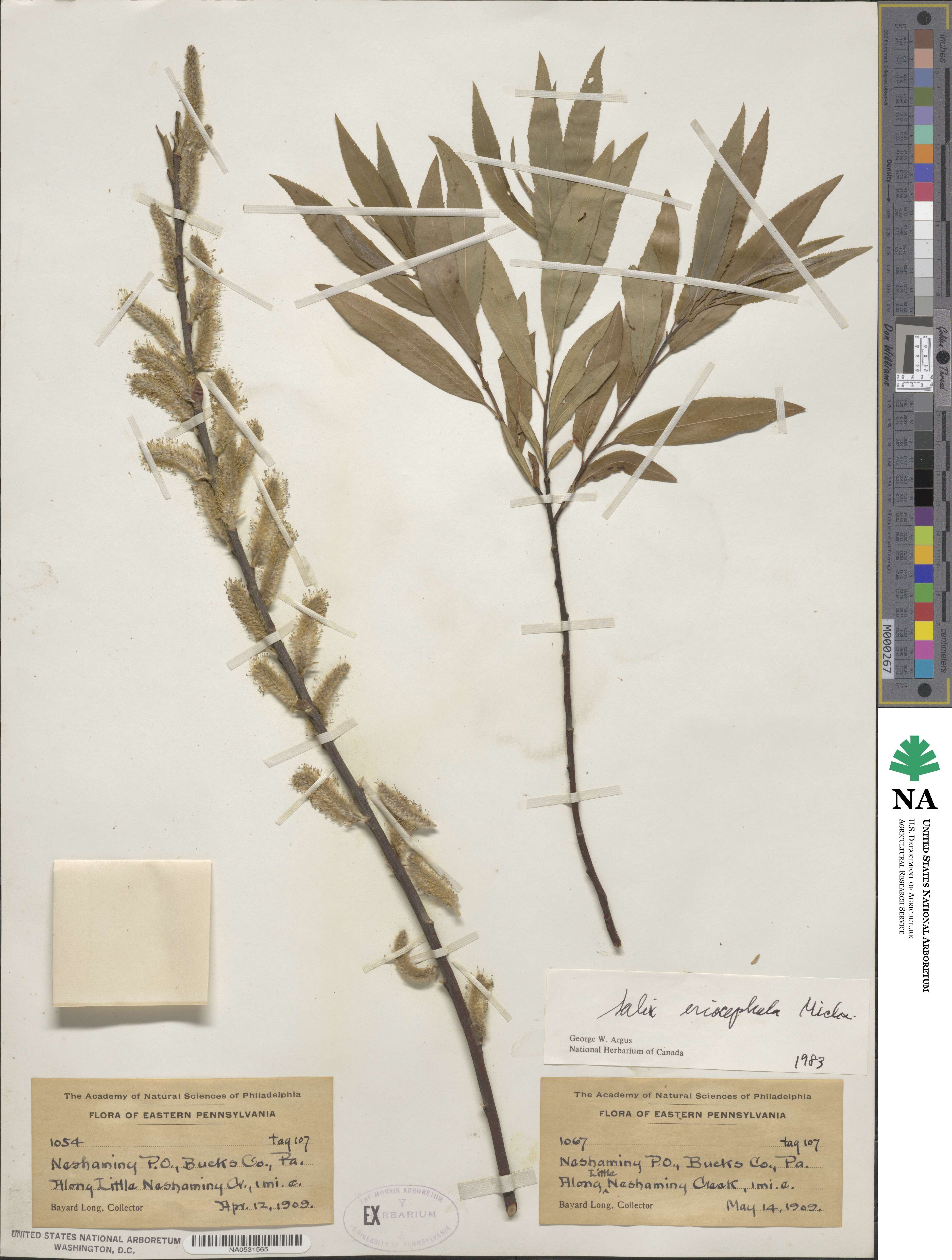 Salix eriocephala image