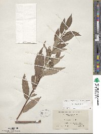 Salix eriocephala image