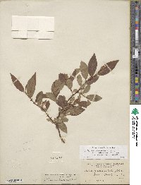 Salix eriocephala var. mackenzieana image