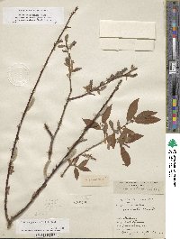 Salix eriocephala image