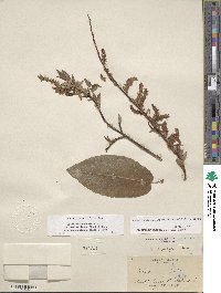 Salix eriocephala var. mackenzieana image