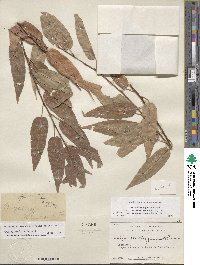 Salix eriocephala var. mackenzieana image