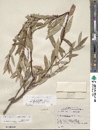 Salix eriocephala var. mackenzieana image