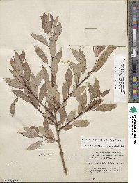 Salix eriocephala var. mackenzieana image